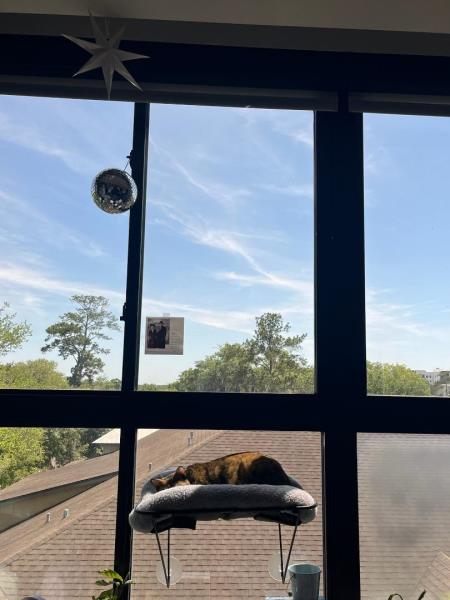 Window Cat Bed for Gainesville Apartment