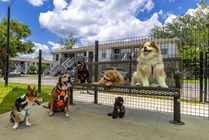 Embrace pet-friendly living in Gainesville with our off-leash dog park! Watch your furry friend thrive in a pet paradise welcome to dogs of all sizes. 